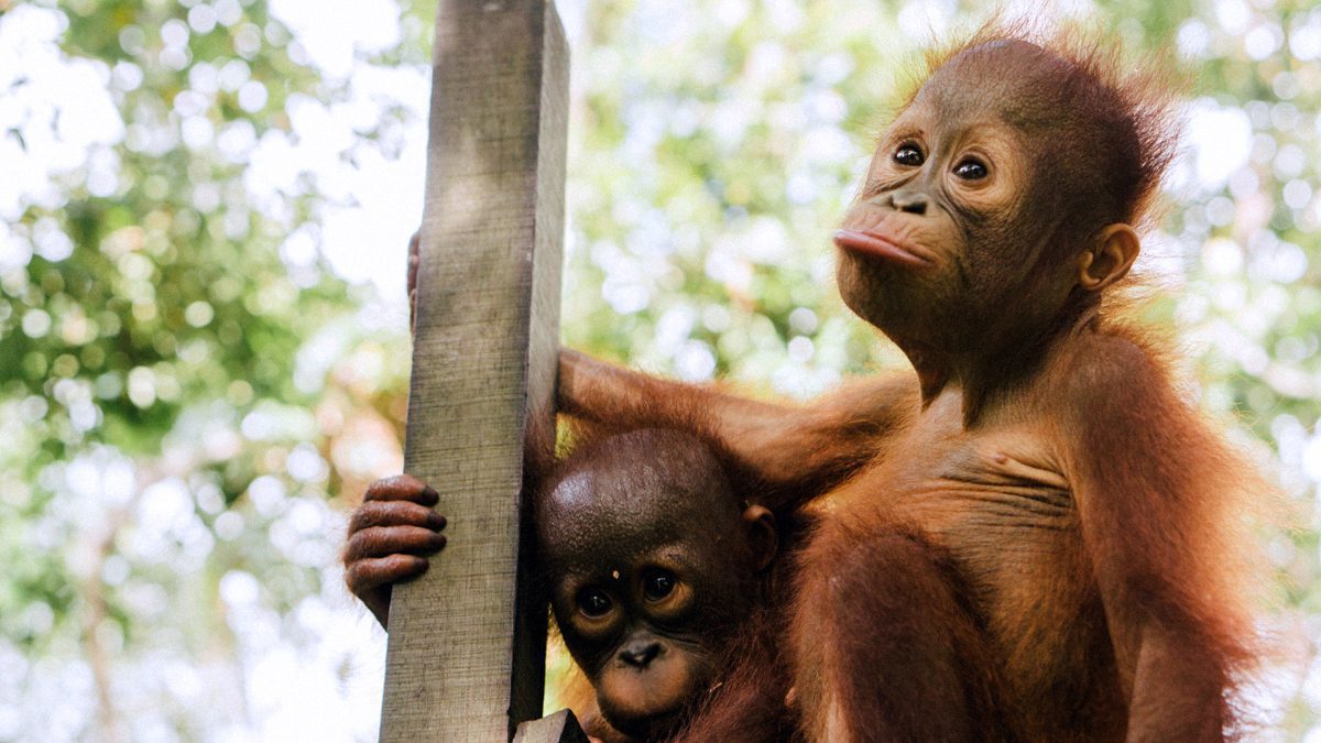 360° Orangutan School 2