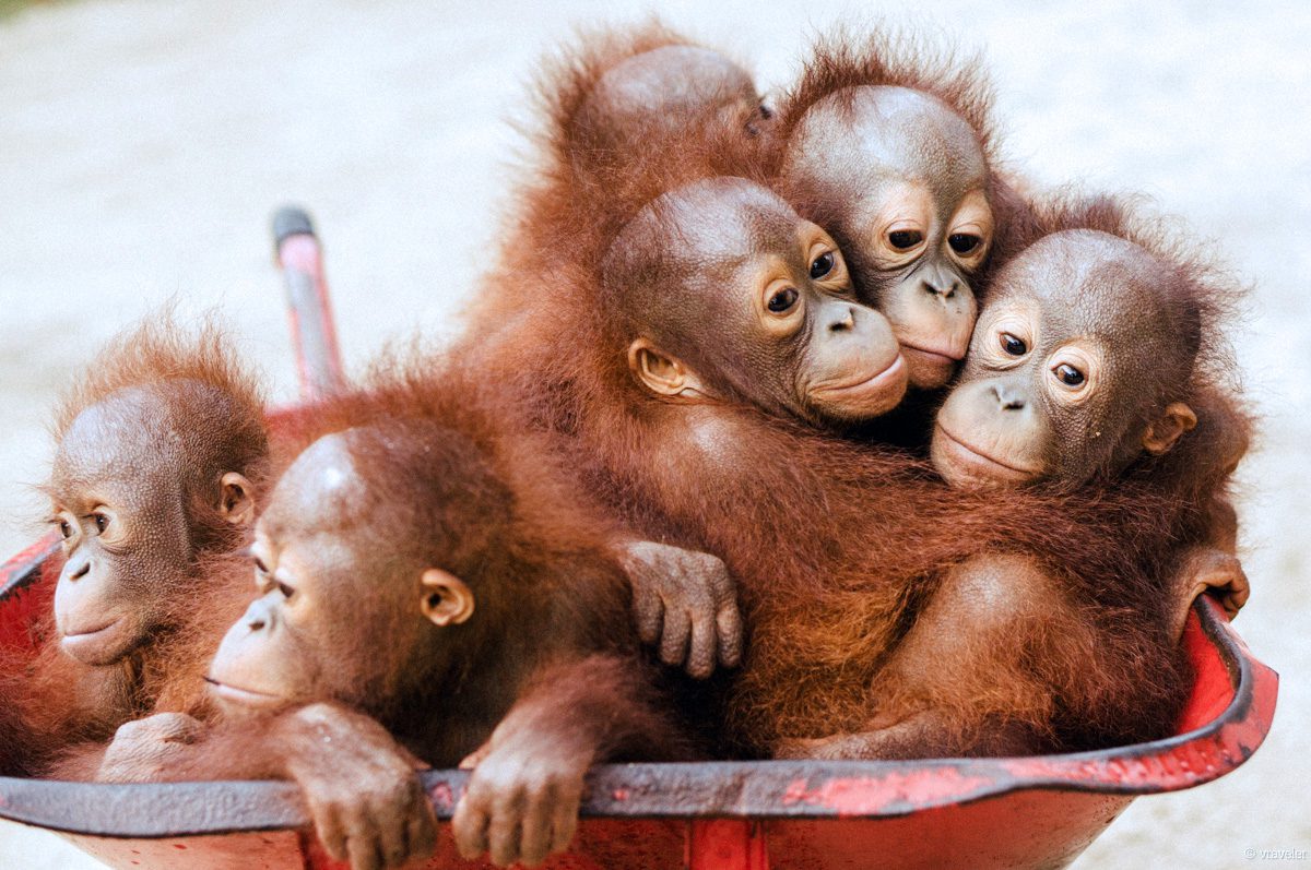 360° Orangutan School _ National Geographic