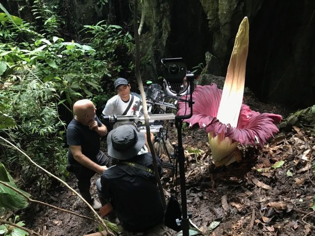 the Titan Arum
